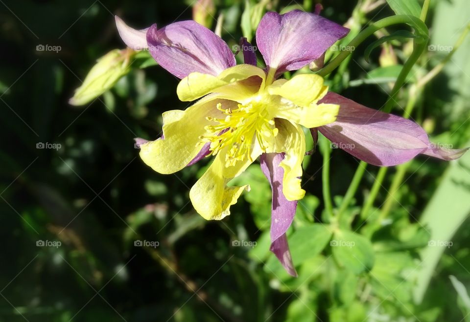 Colorado Columbine. columbine in my garden