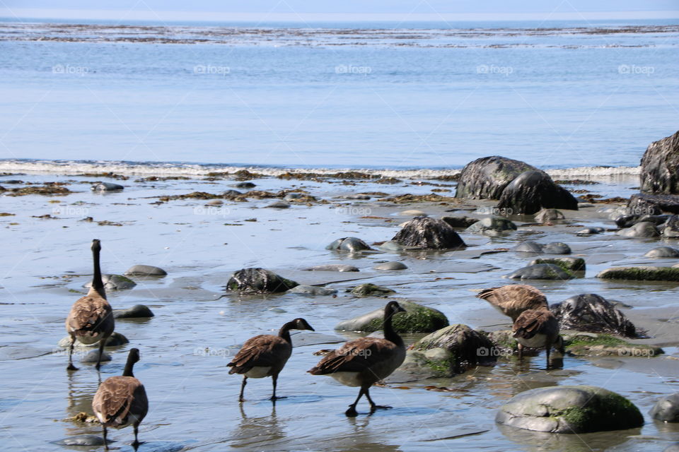 Geese in the shallow ocean water , looking for some food