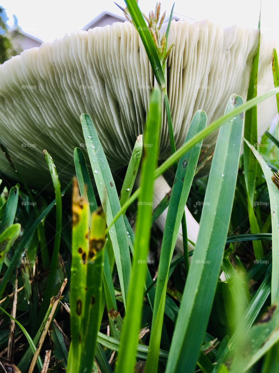 Mushrooms from all the rain