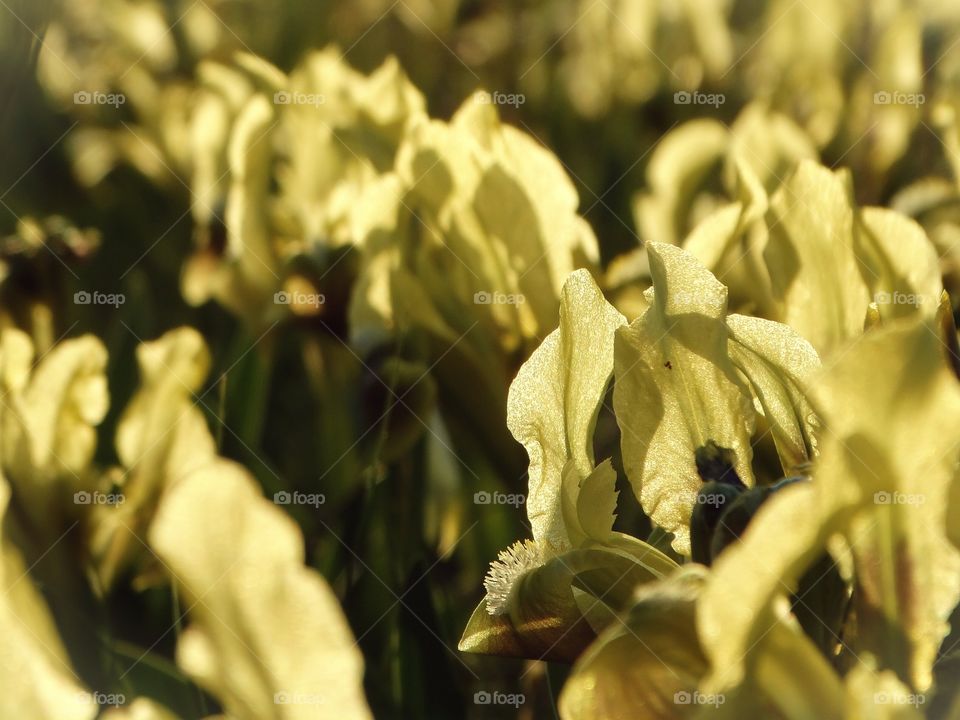 Yellow flowers iris