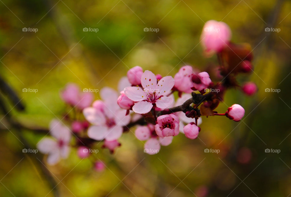 Beautiful pink blooming tree branch - spring time 