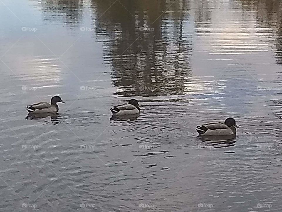 Ripple of ducks
