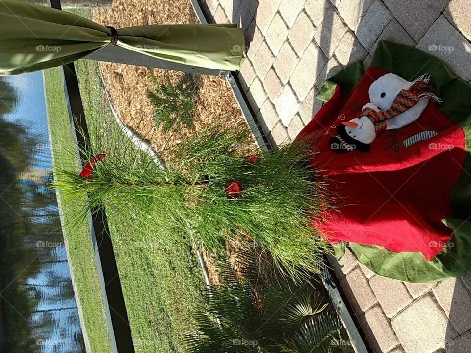 a Floridian Christmas tree