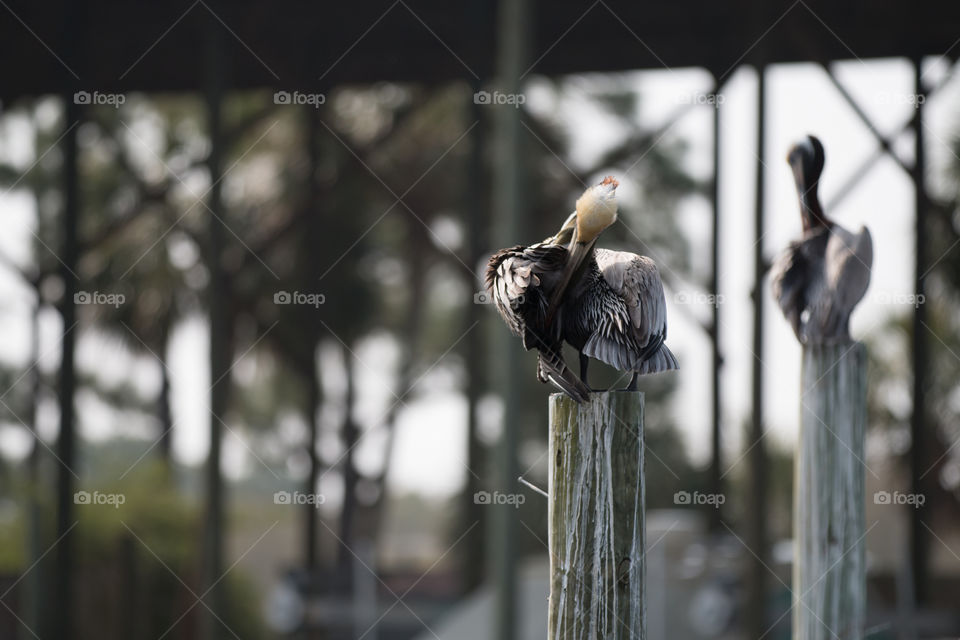 Bird, Nature, No Person, Outdoors, Fence