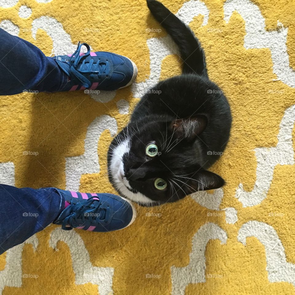 Shoefie with a tuxedo cat on a yellow carpet 