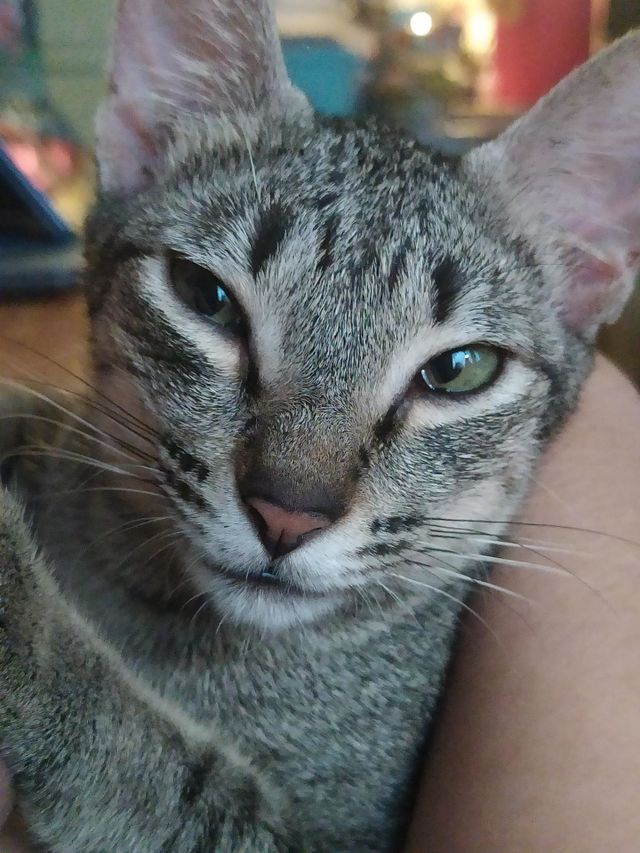😺🐈