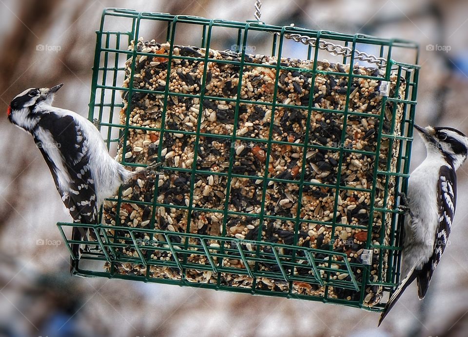 A couple of woodpeckers