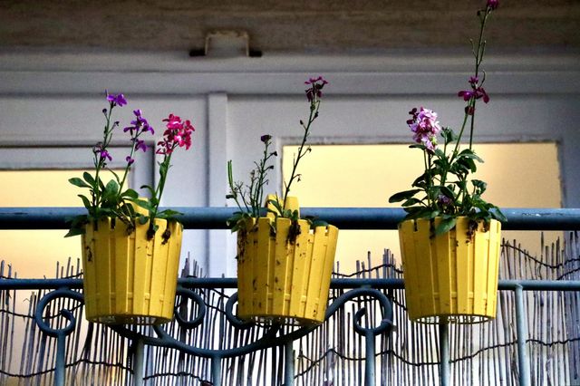 Yellow blooming flowers pots on a balcony 