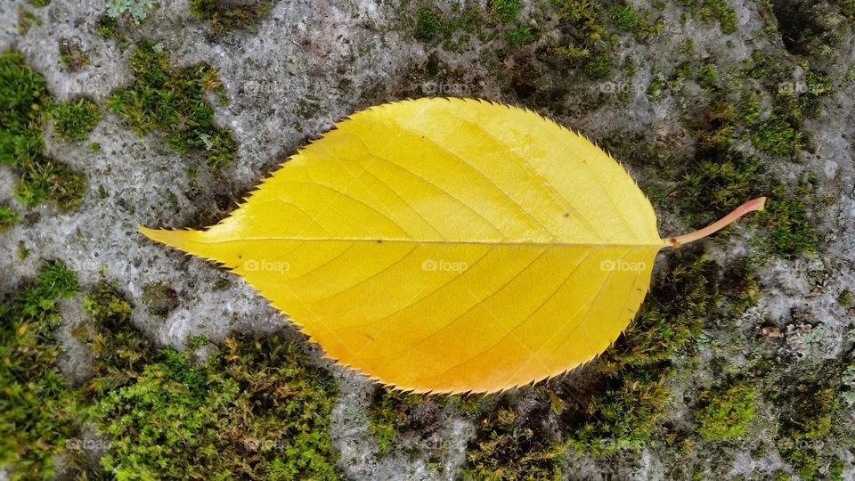 a yellow leaf on the ground in Munich.