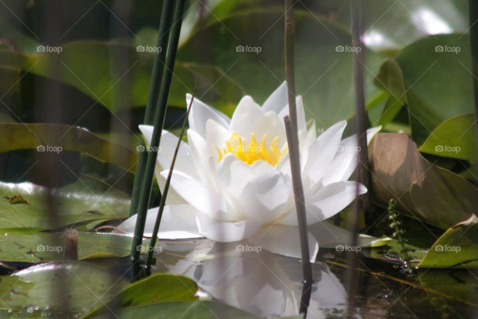 View of white flower