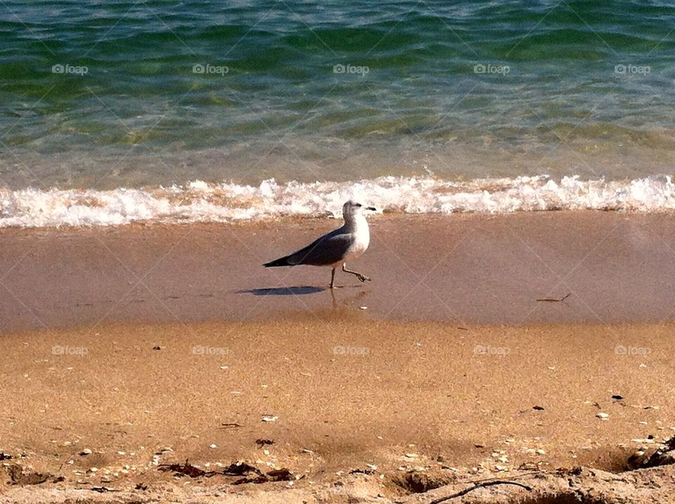 Bird Walking on the Beach