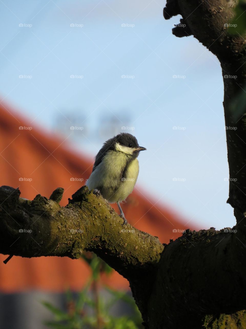 Chickadee
