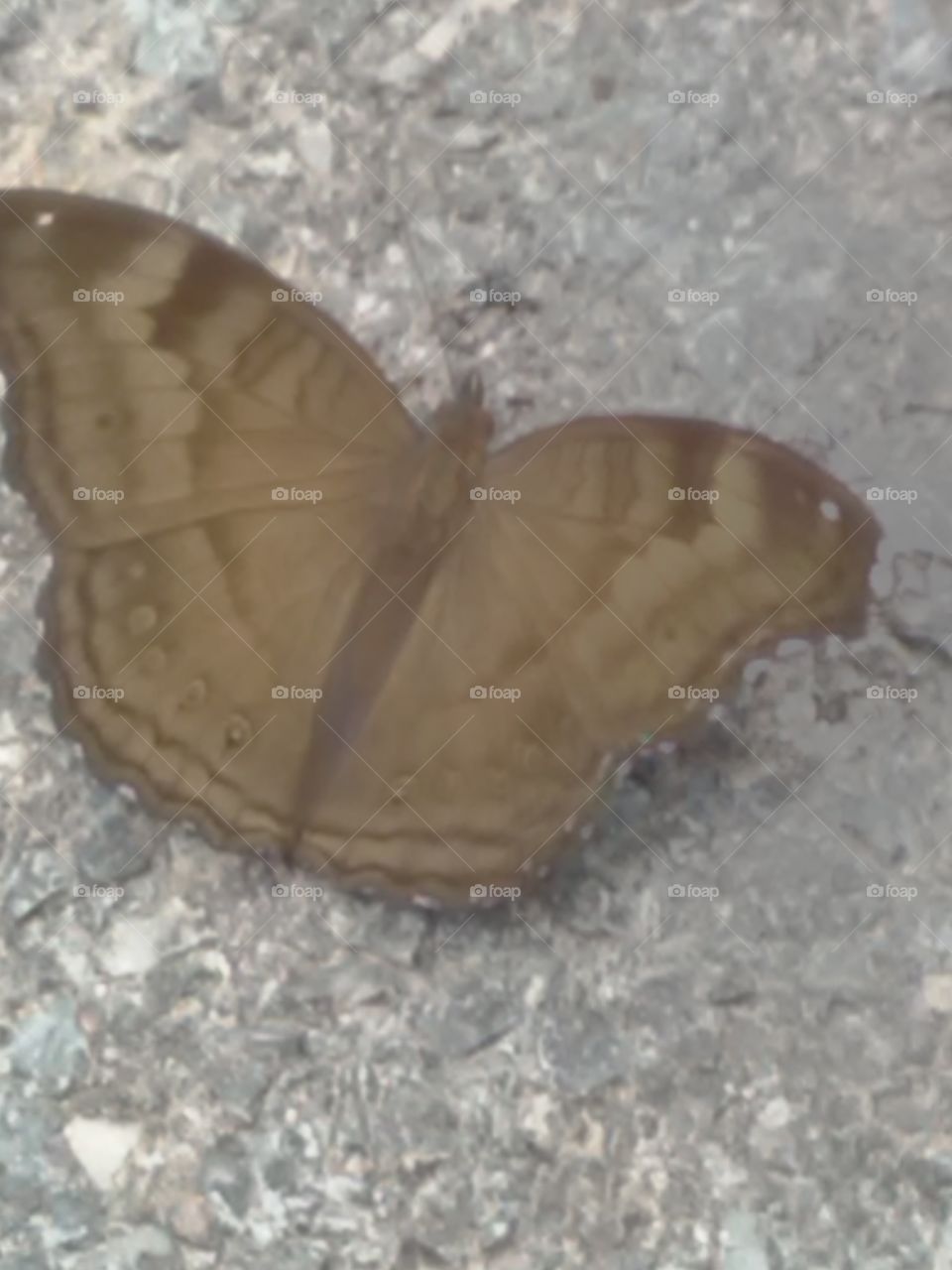 The baterfly injoing the way.