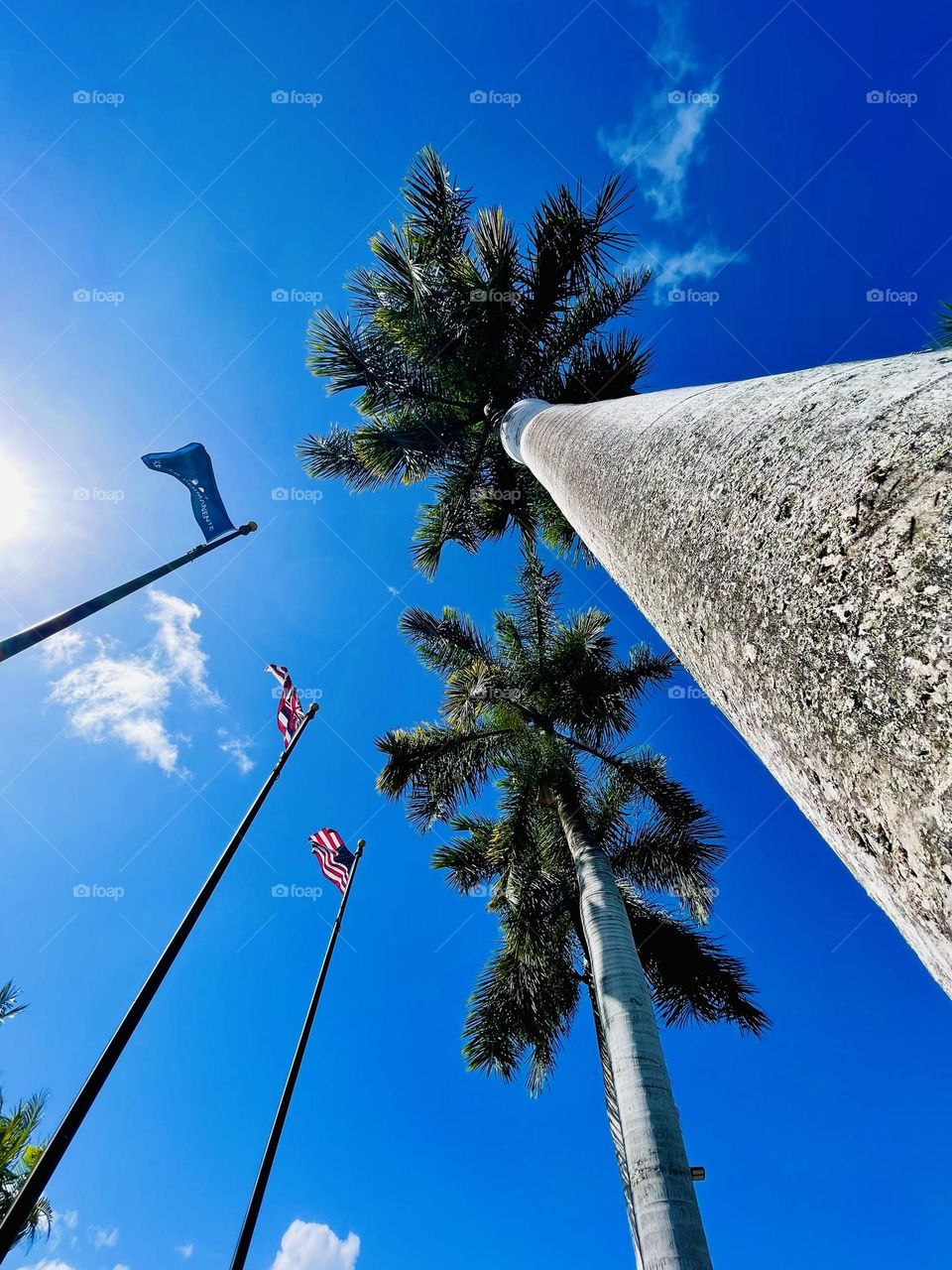 Flags and Palm Trees - Oahu, Hawaii