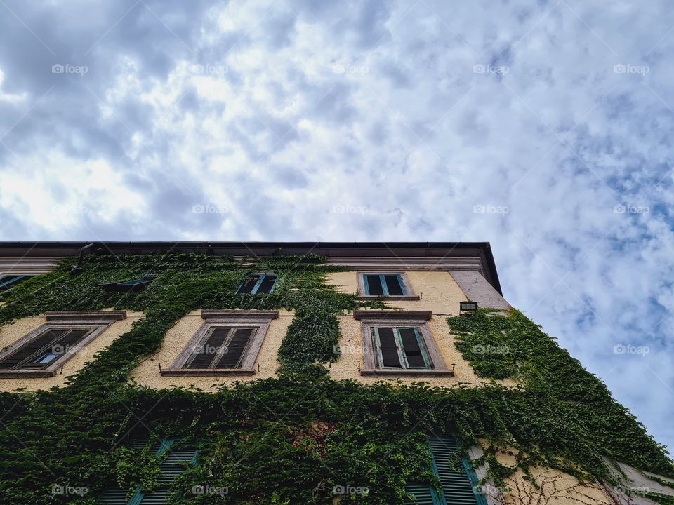 detail of building covered with ivy(Livorno, Tuscany)