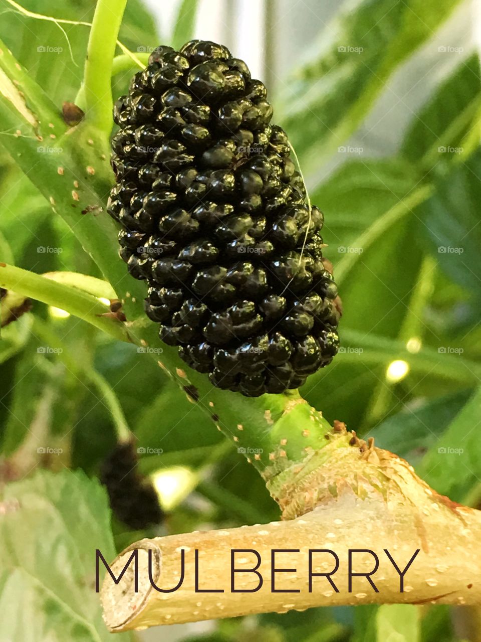 Closeup of a delicious, juicy, ripe mulberry on a branch, text MULBERRY at bottom
Of image 