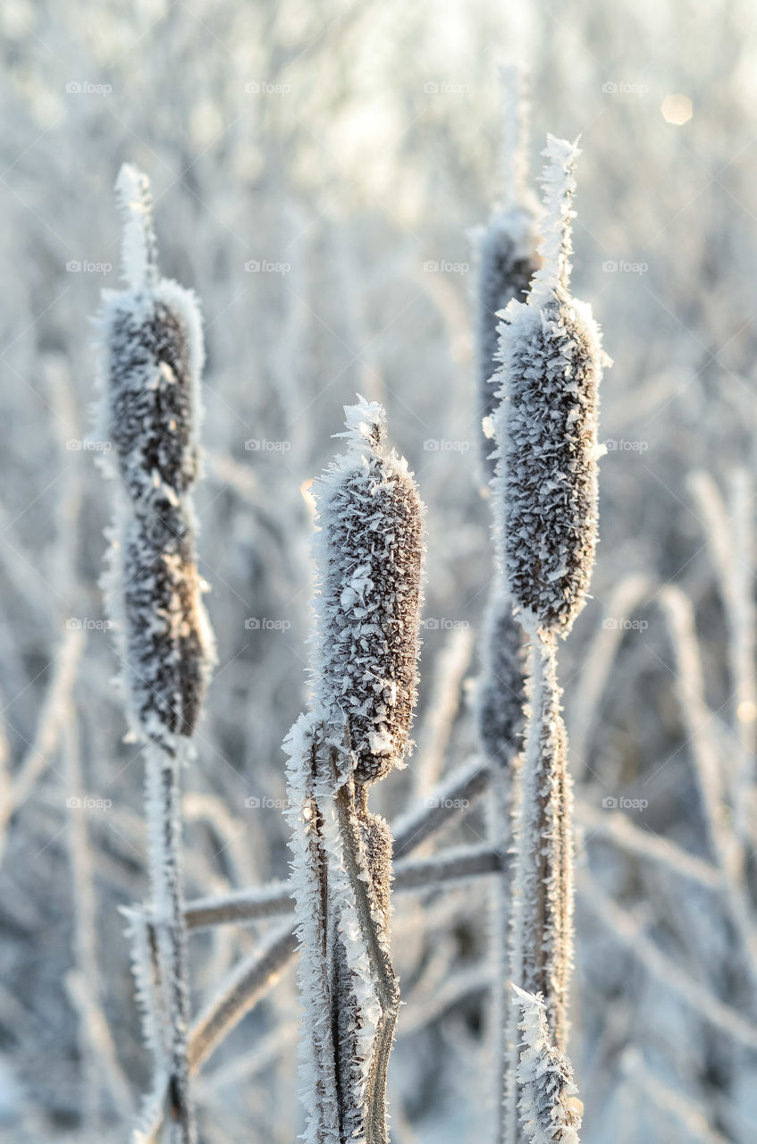 Frozen plants. Winter season, cold weather. Winter nature.