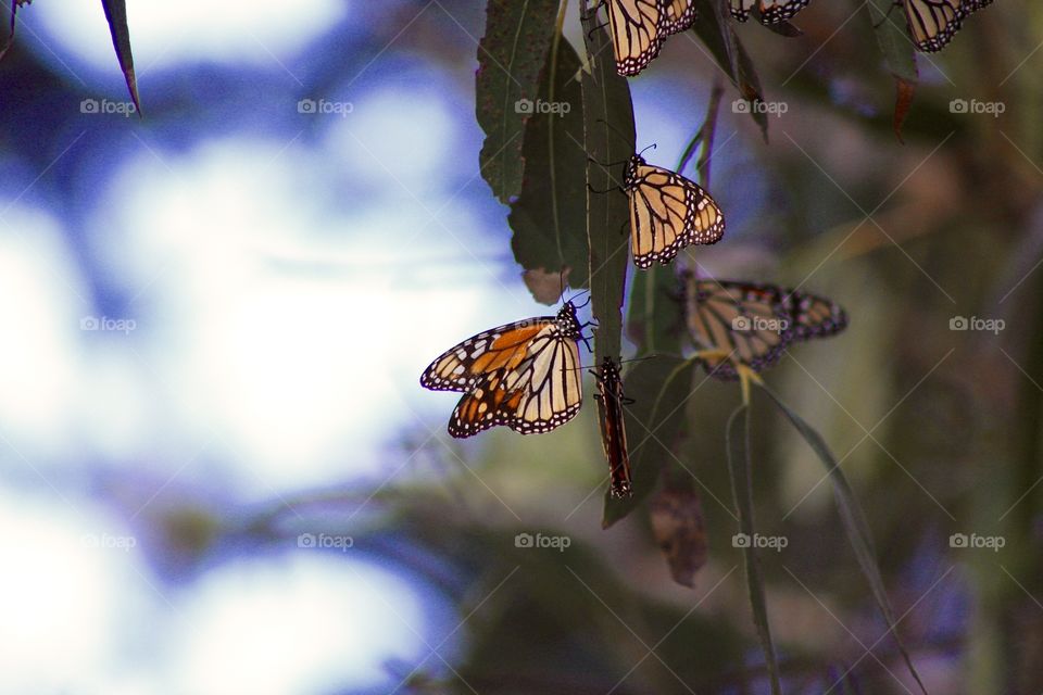 Monarchs resting in eucalyptus trees after migration.