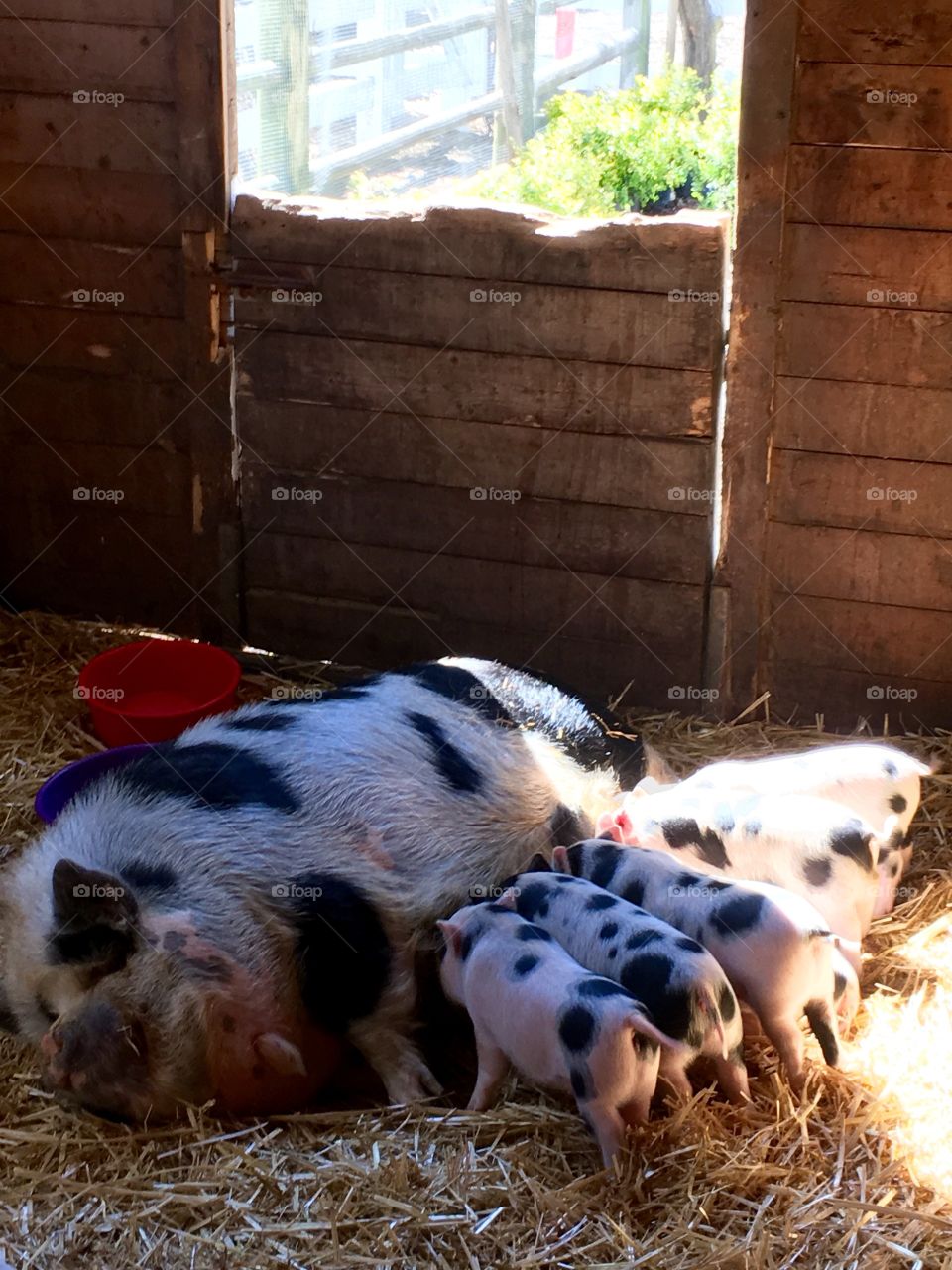 Motherhood of a pig. 