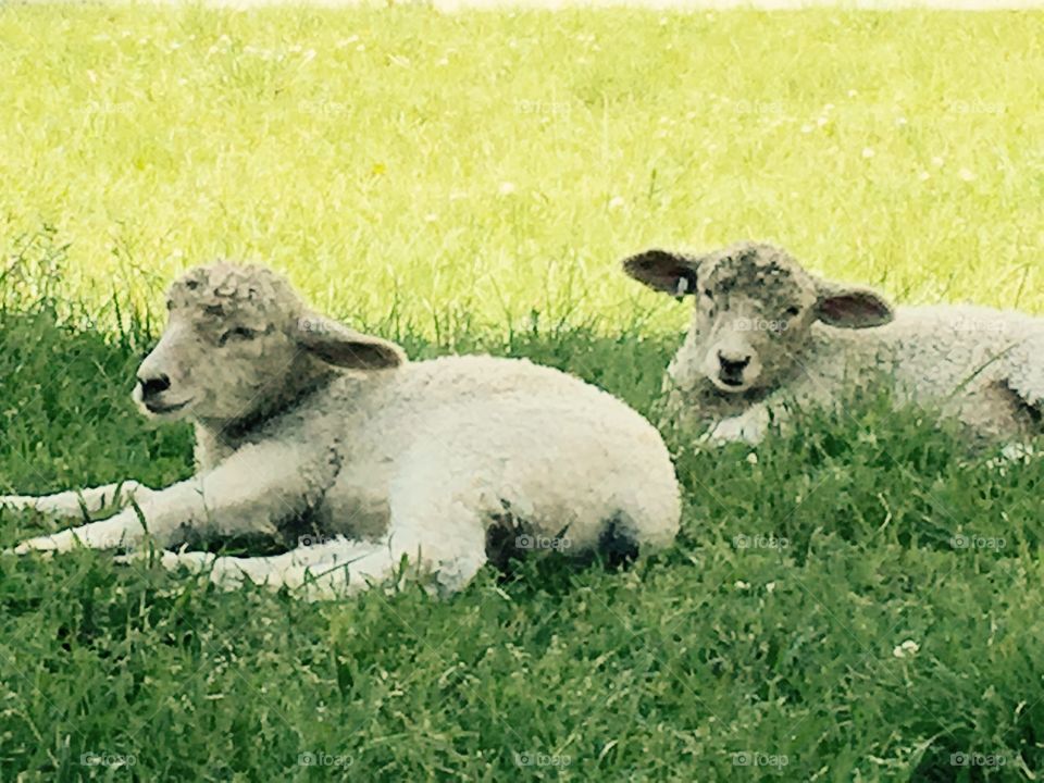 Sweet Ewes