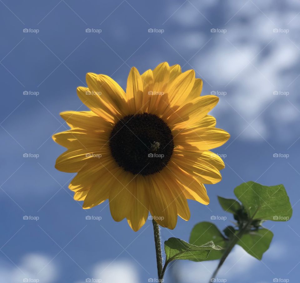Small bee on a sunflower 