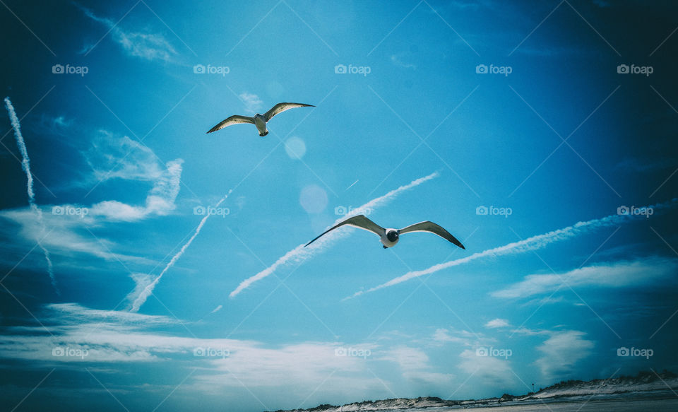 seagulls