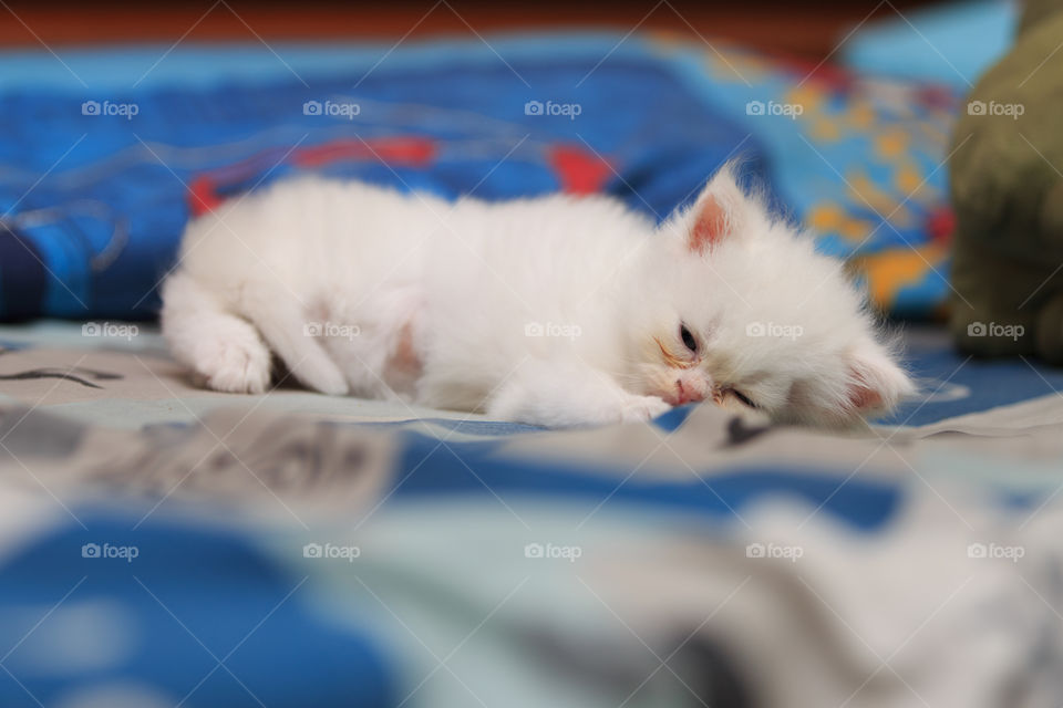 Kitten sleeping 