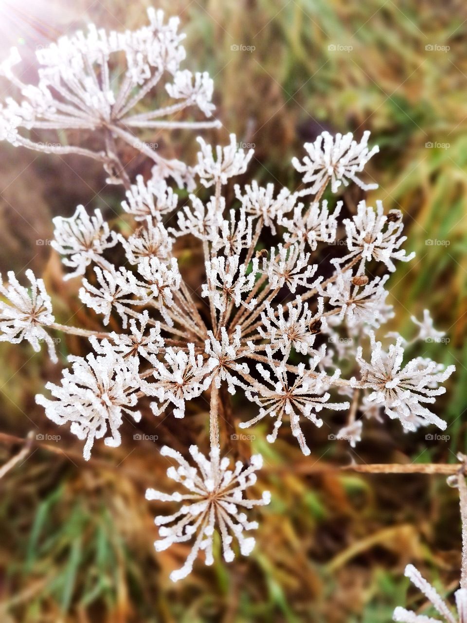 Winter flower