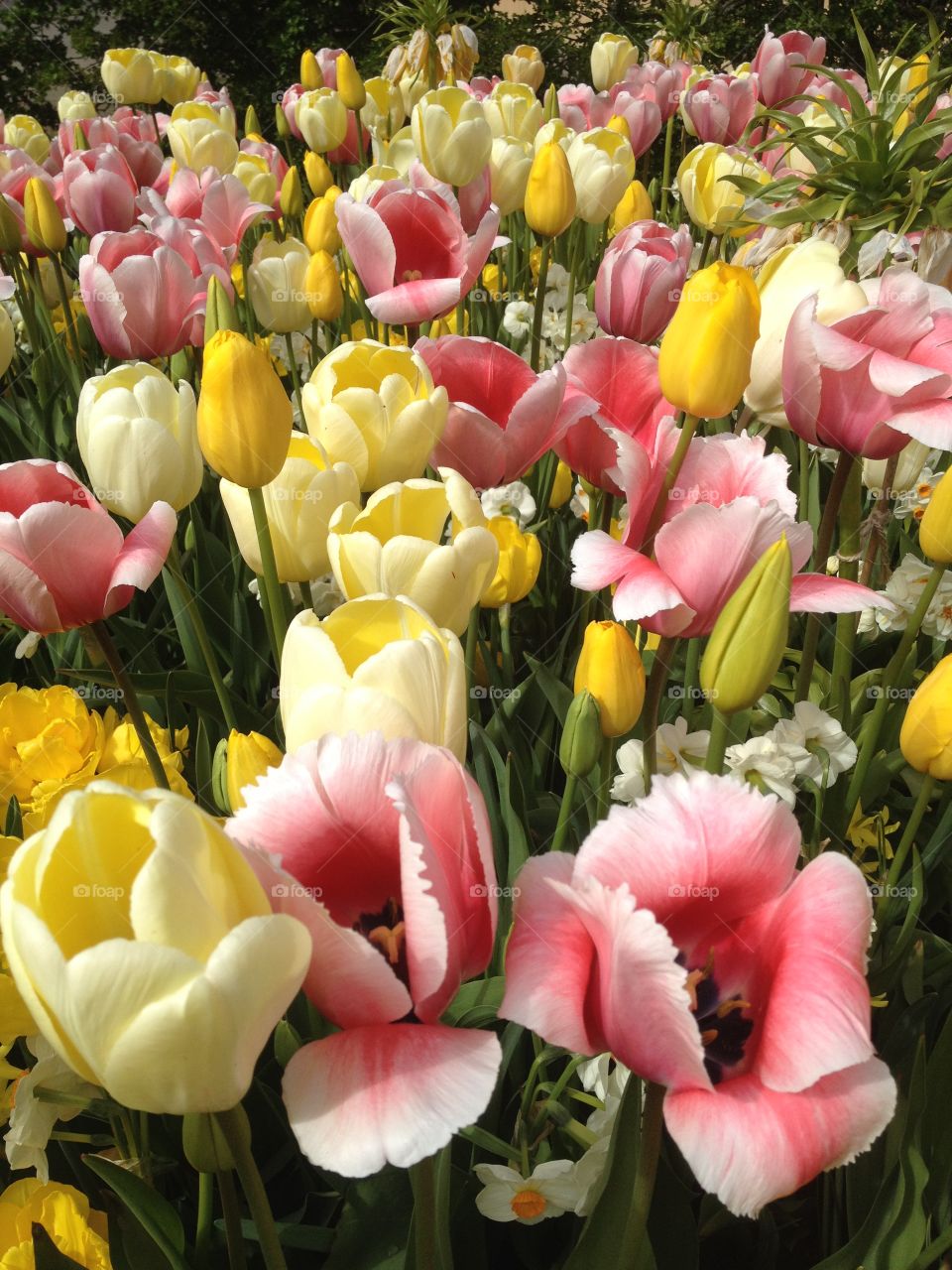 Close-up of tulip flowers