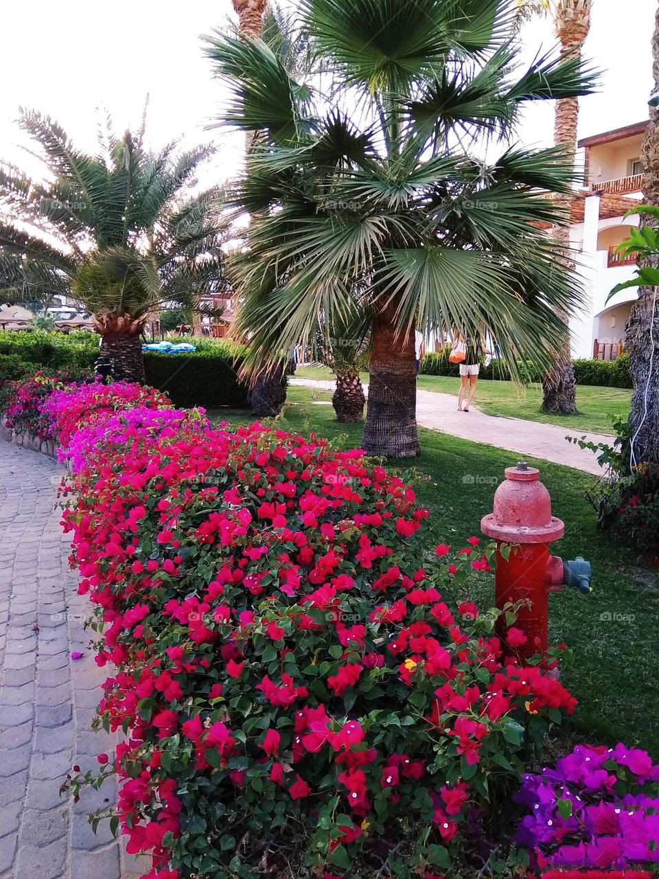 Viva Magenta. Pantone's color