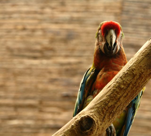 loro