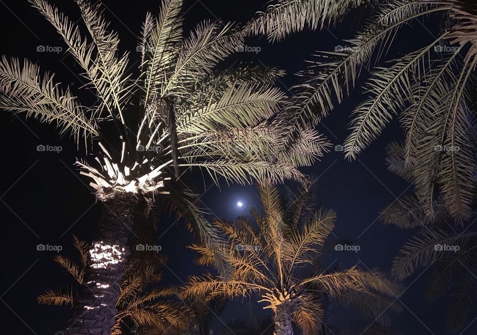 Full Moon & Palm Trees
