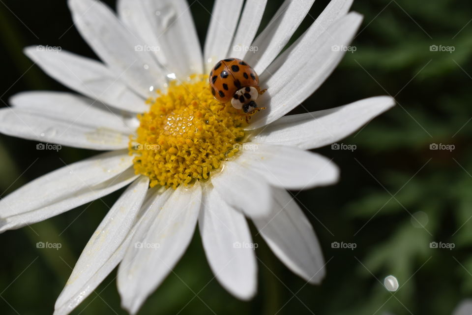 African Orange Ladybug on Daisy 