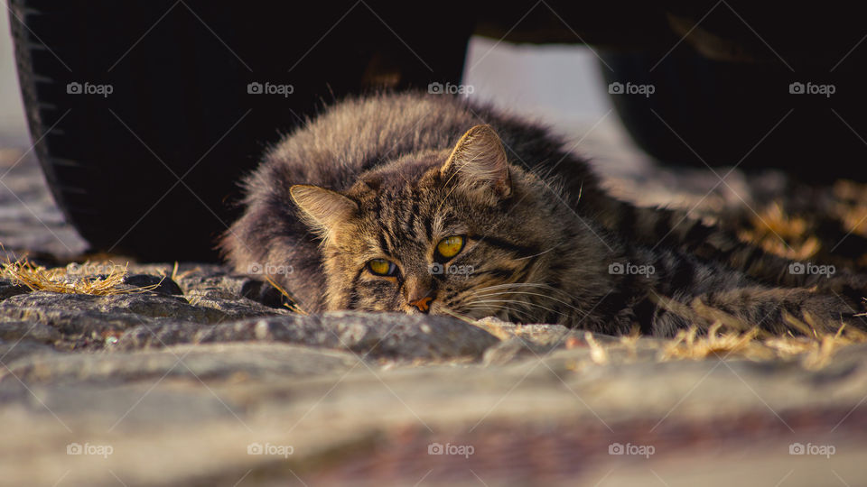 Cat laying under a car