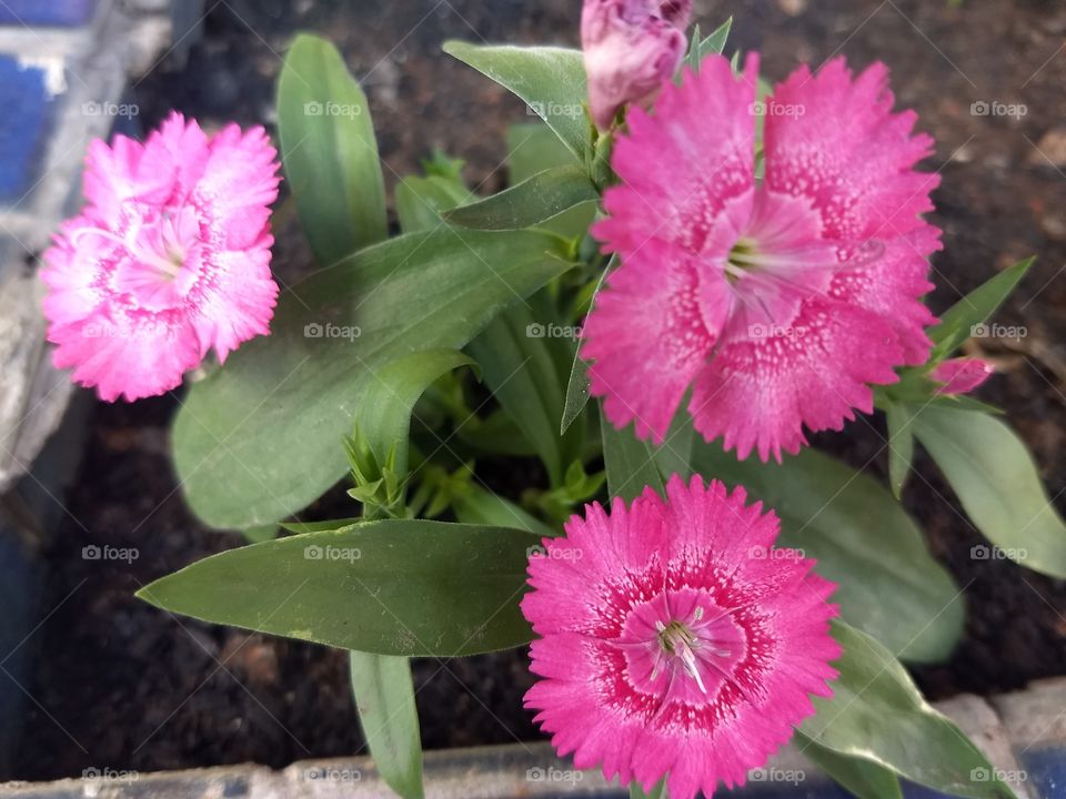 pink Flower