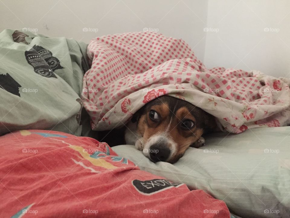 A dog under bed sheets