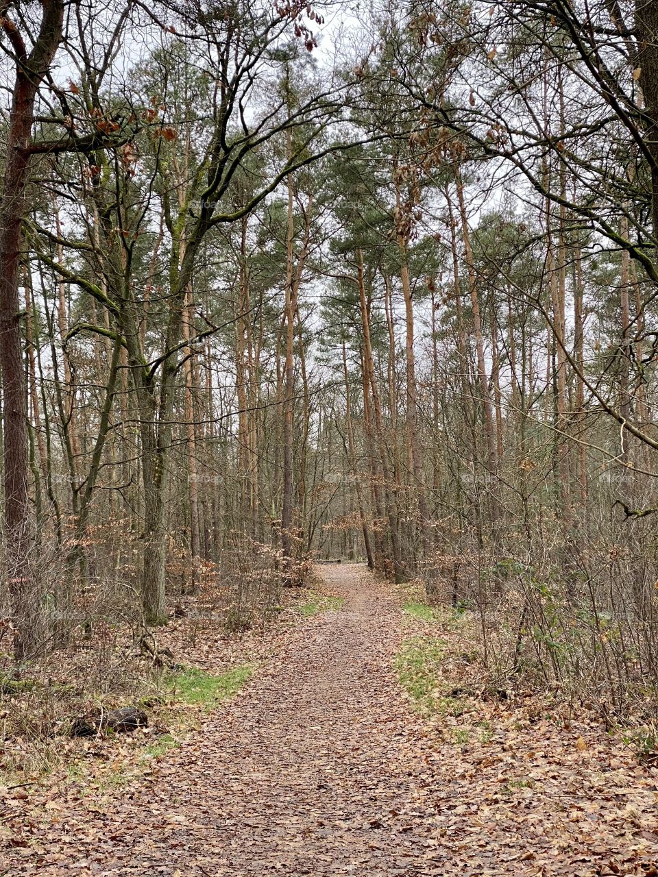 A path in a forest with dark leafs on the ground 