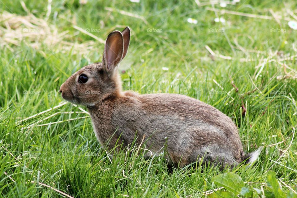 Wild rabbit