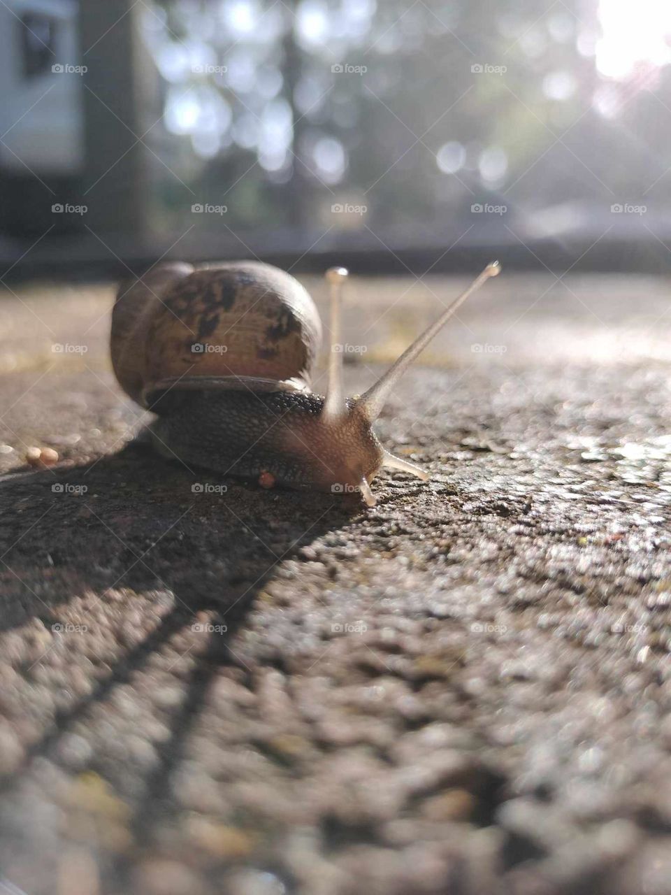 front of a snail