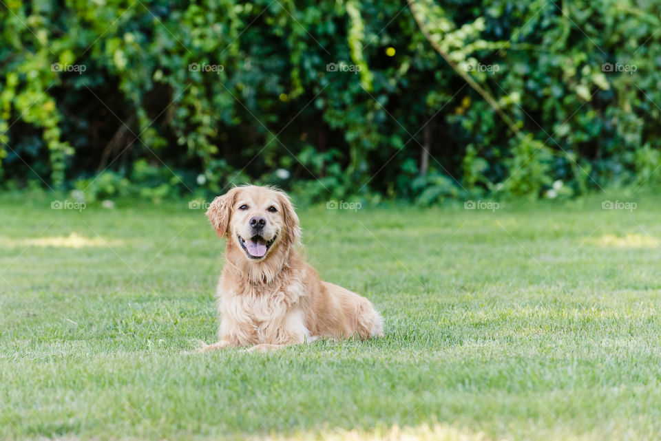 Golden Retriever Smiling
