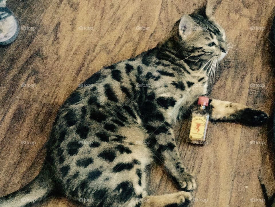 Bengal cat holding a sample bottle of Fireball whiskey. Note: No animals were harmed and did not consume the product. 