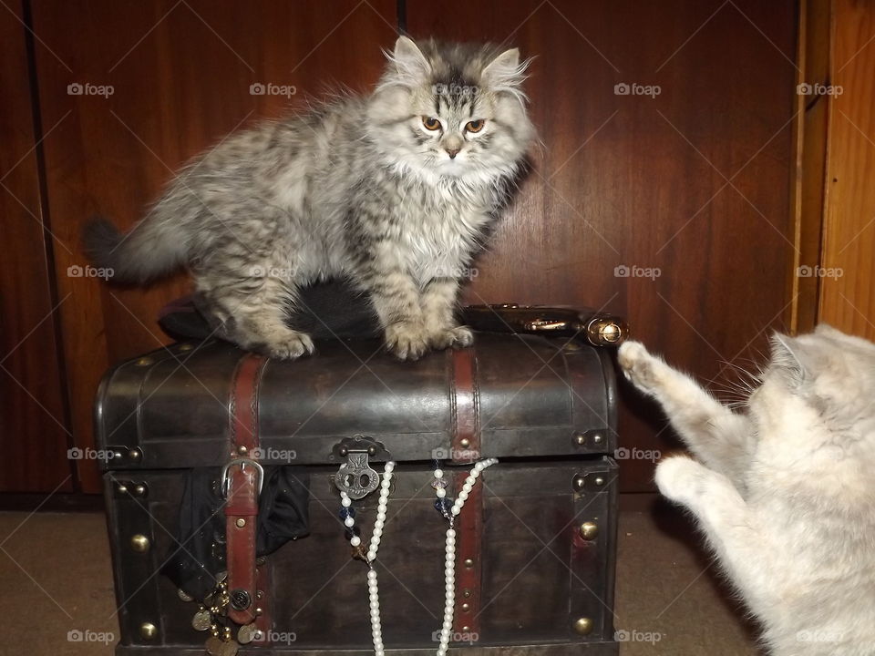 Cat, Mammal, Portrait, One, Luggage