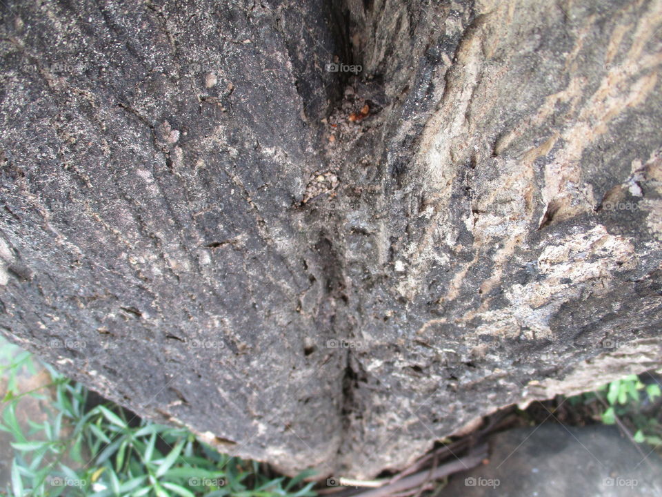 bark of tree