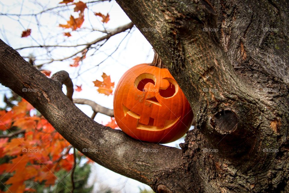 Jack-o-lantern on a tree