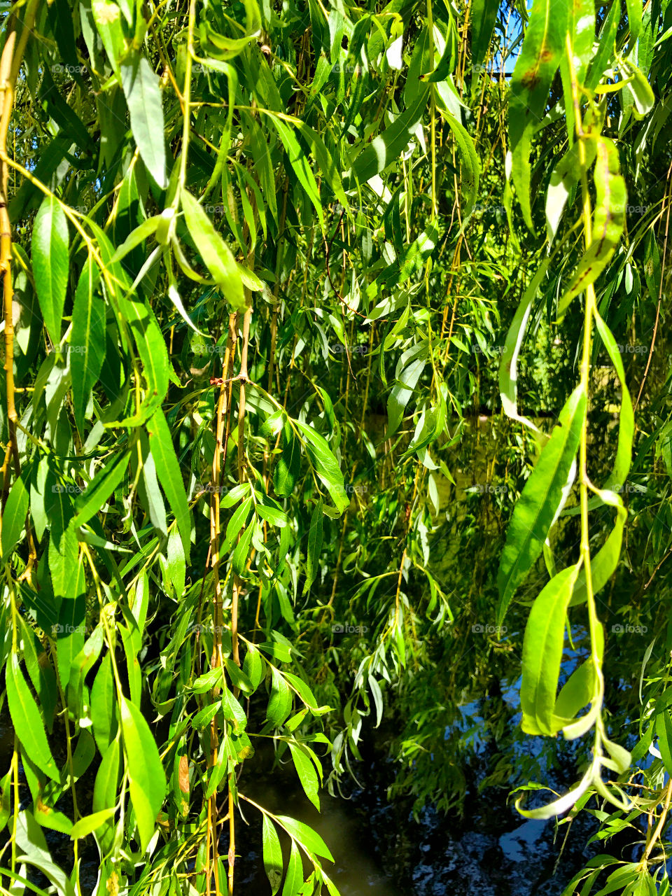 Willow leaves