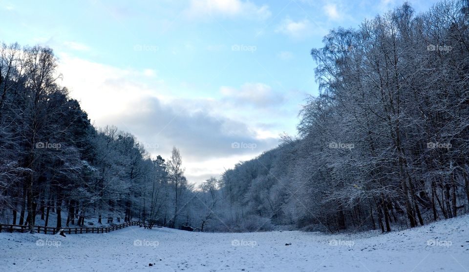 Snow, Winter, Cold, Frost, Wood