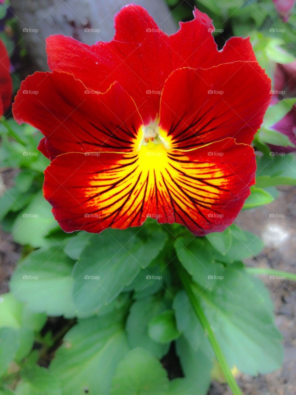 Red Flower 