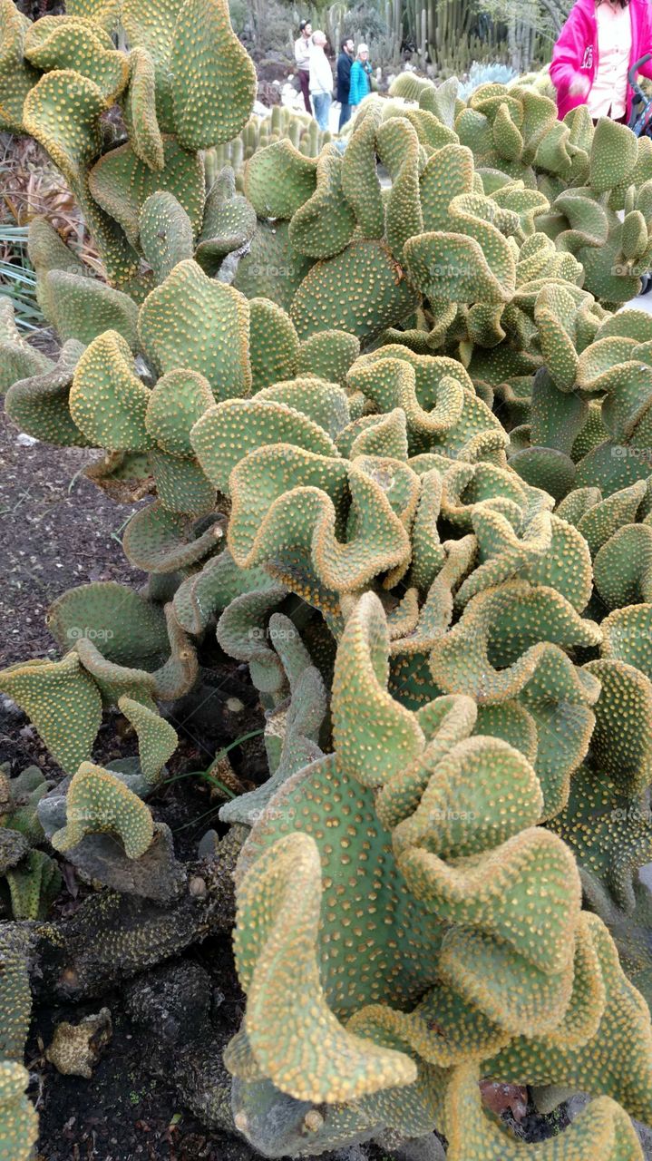 Desert Cactus garden
