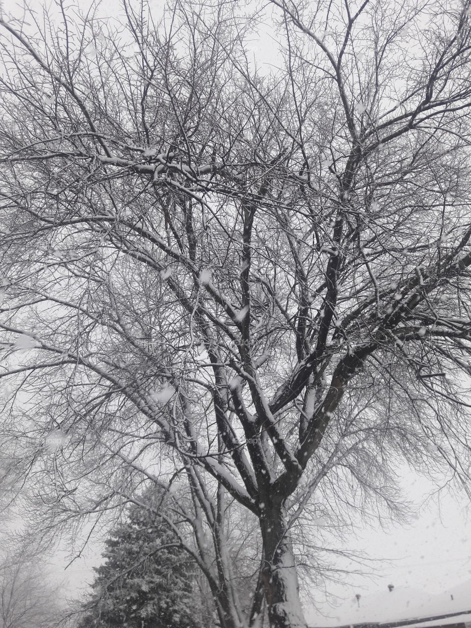 High angle view of bare tree