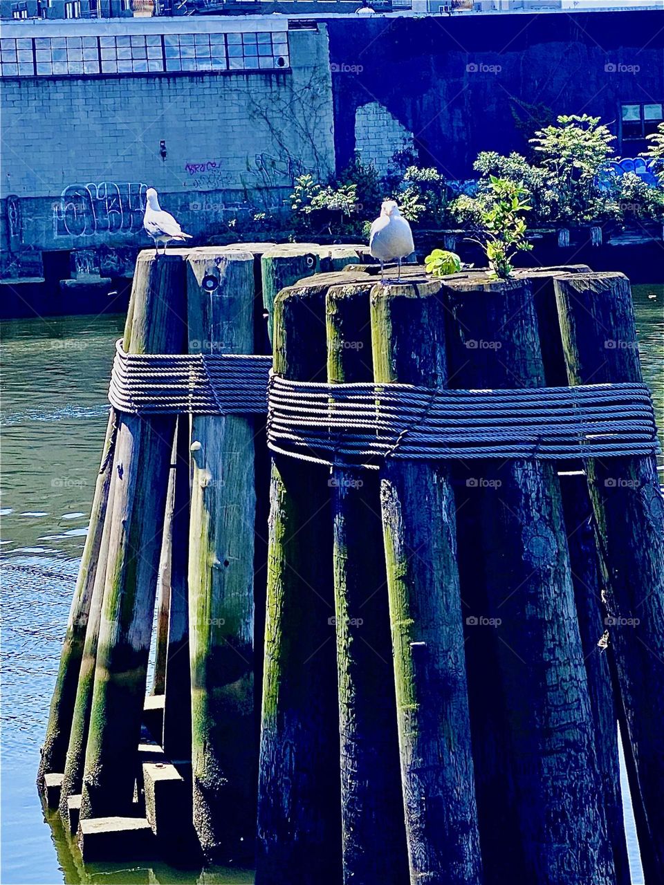Two white seagulls were sitting side by side on the wooden pilings by the „Pulaski Bridge“ at „Newtown Creek“ in LIC, Queens and I immediately had to snap a picture of this great display of nature inmidst big city life. 2023. Hypnotic Productions